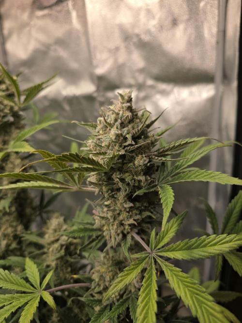 🍊Orange Sherbert Auto🍧. Week 10