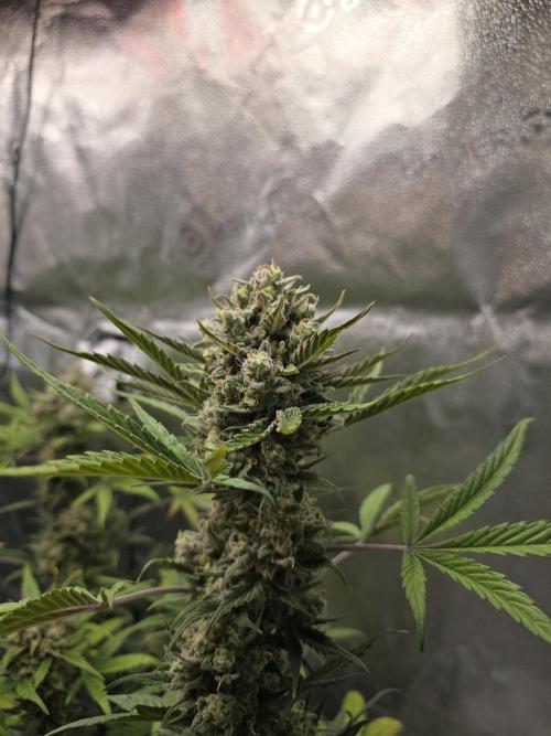 🍊Orange Sherbert Auto🍧. Week 10