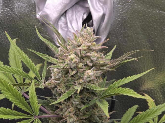 🍊Orange Sherbert Auto🍧. Week 10
