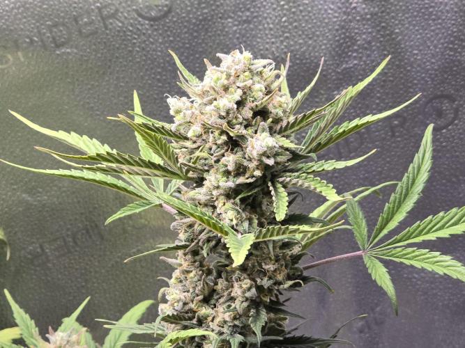 🍊Orange Sherbert Auto🍧. Week 10