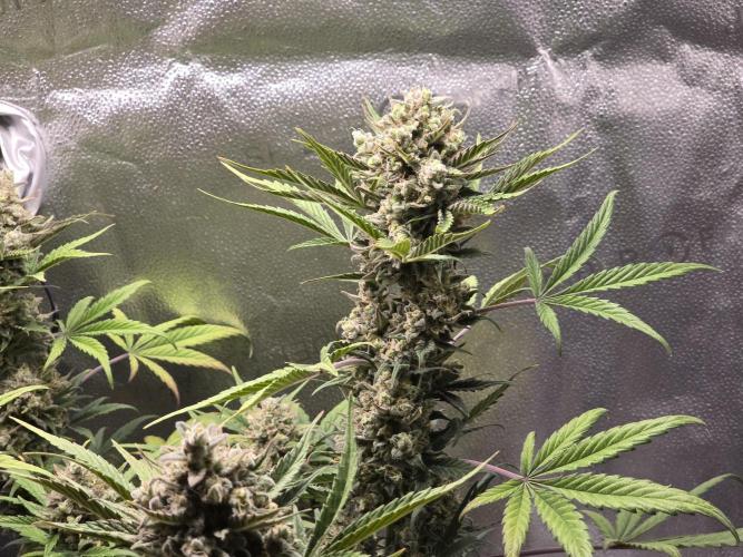 🍊Orange Sherbert Auto🍧. Week 10