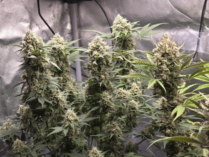 🍊Orange Sherbert Auto🍧. Week 10