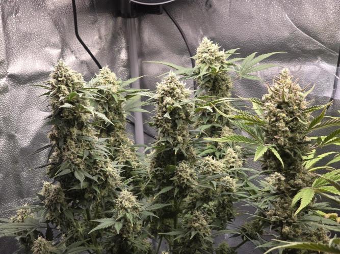 🍊Orange Sherbert Auto🍧. Week 10