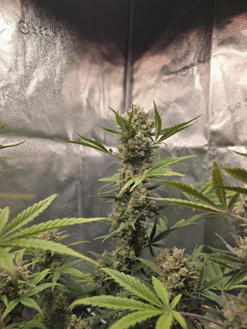 🍊Orange Sherbert Auto🍧. Week 10