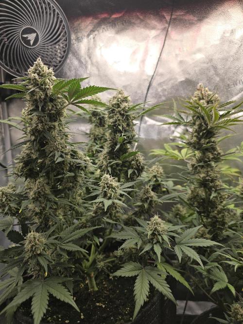 🍊Orange Sherbert Auto🍧. Week 10