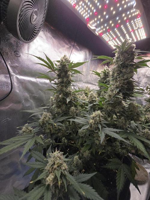 🍊Orange Sherbert Auto🍧. Week 10