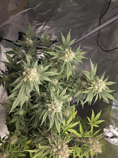 🍊Orange Sherbert Auto🍧. Week 10