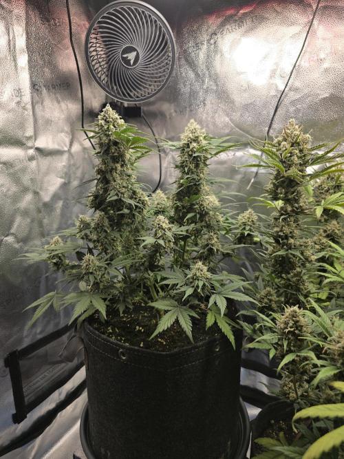 🍊Orange Sherbert Auto🍧. Week 10