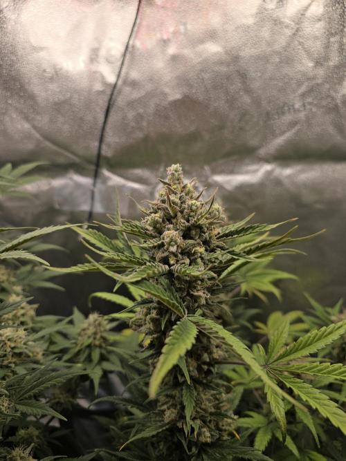 🍊Orange Sherbert Auto🍧. Week 10