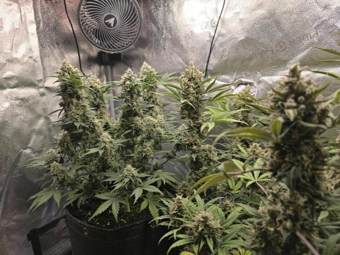 🍊Orange Sherbert Auto🍧. Week 10