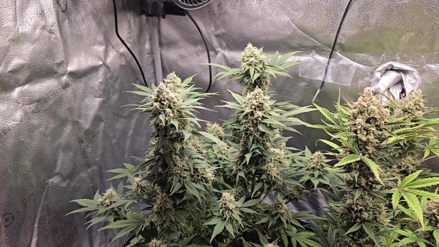 🍊Orange Sherbert Auto🍧