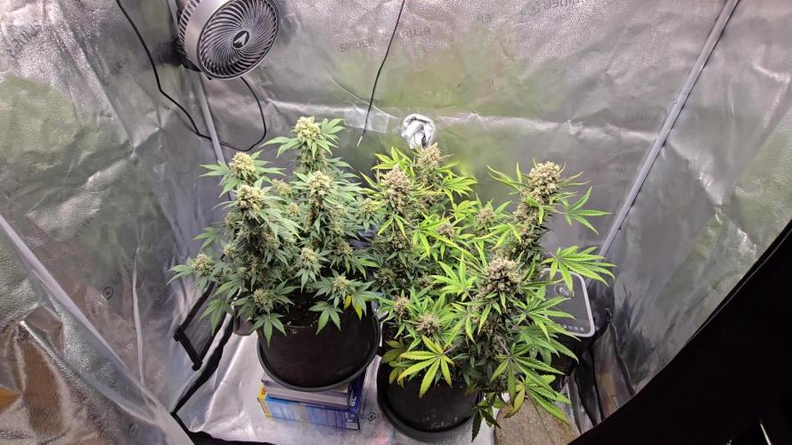 🍊Orange Sherbert Auto🍧