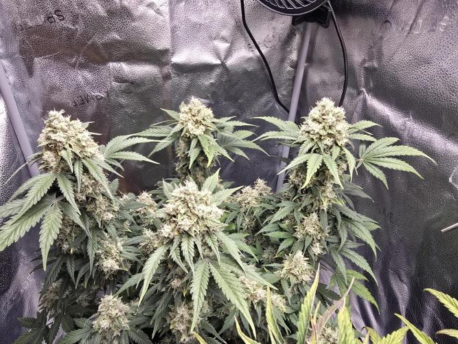 🍊Orange Sherbert Auto🍧. Week 11