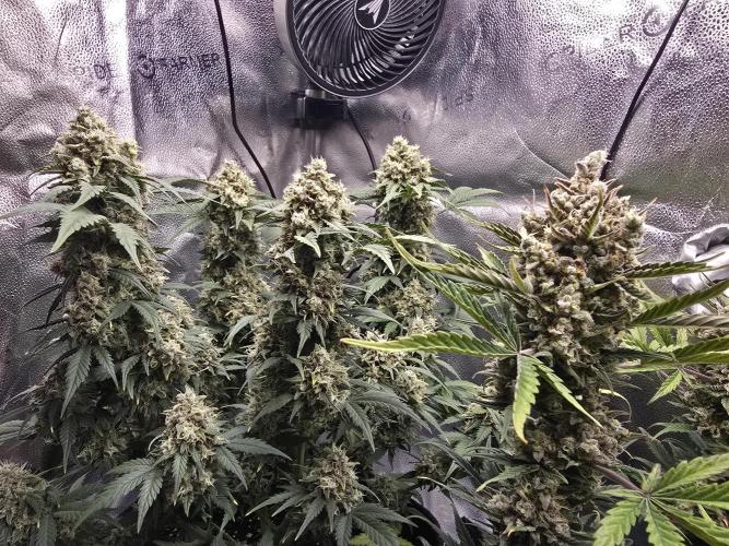 🍊Orange Sherbert Auto🍧. Week 11