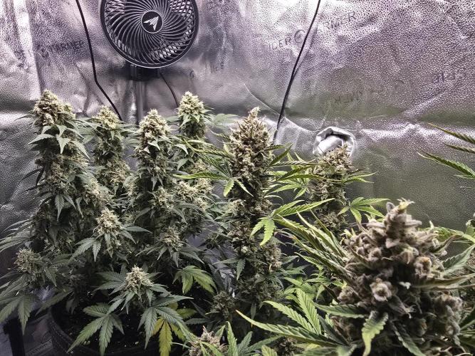 🍊Orange Sherbert Auto🍧. Week 11