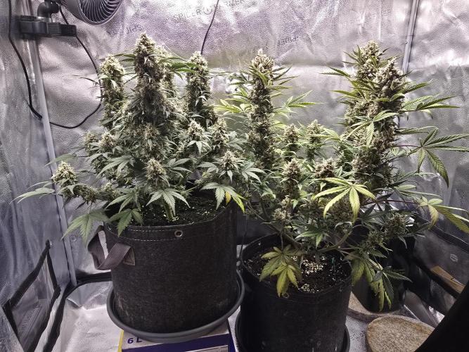 🍊Orange Sherbert Auto🍧. Week 11