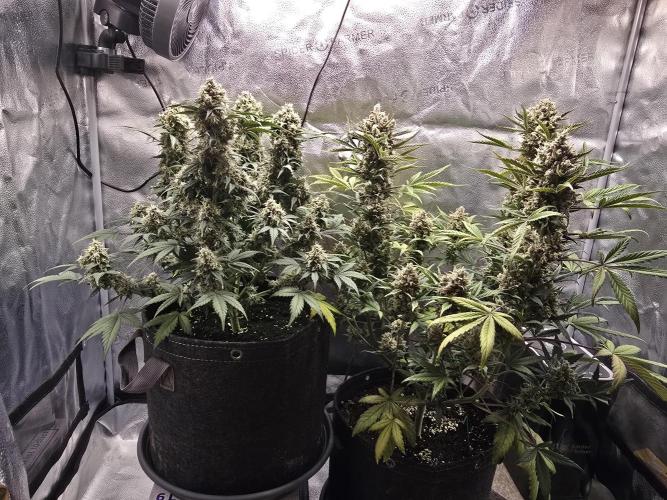 🍊Orange Sherbert Auto🍧. Week 11