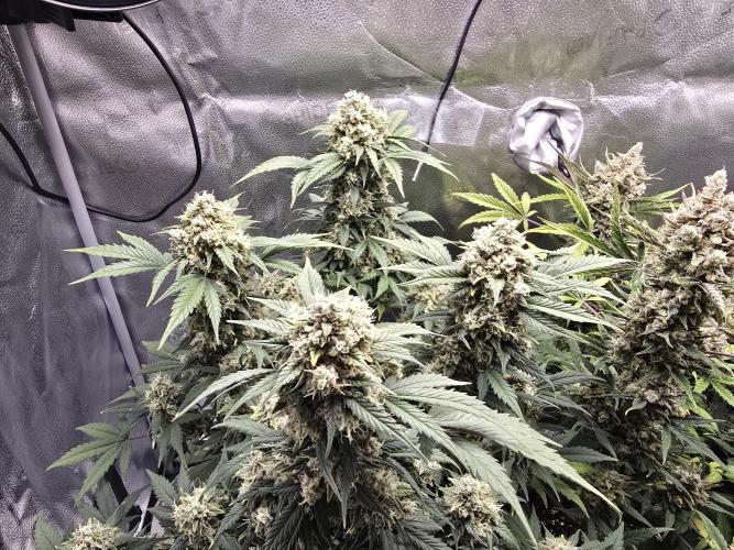 🍊Orange Sherbert Auto🍧. Week 11