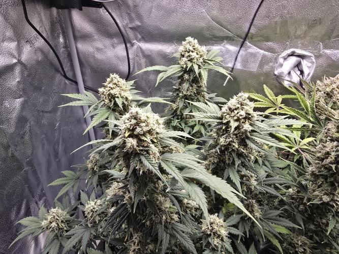 🍊Orange Sherbert Auto🍧. Week 11