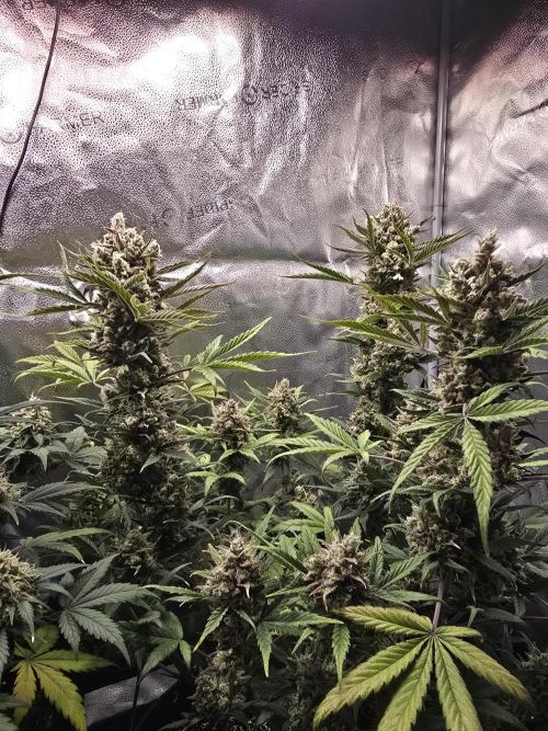 🍊Orange Sherbert Auto🍧. Week 11