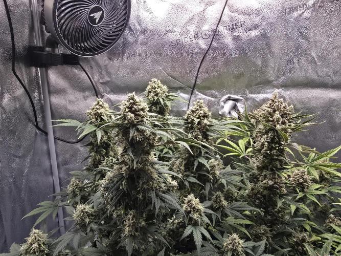 🍊Orange Sherbert Auto🍧. Week 11