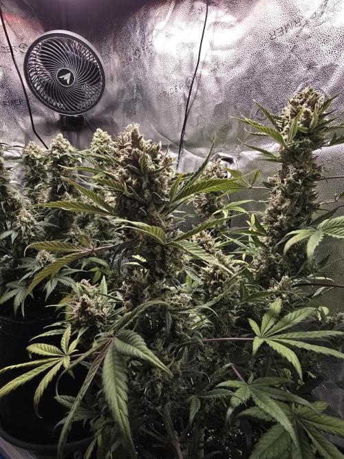 🍊Orange Sherbert Auto🍧. Week 11