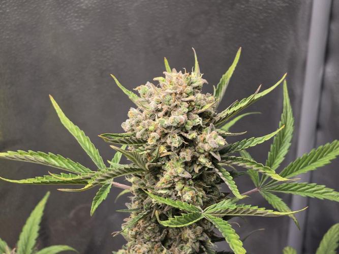 🍊Orange Sherbert Auto🍧. Week 11