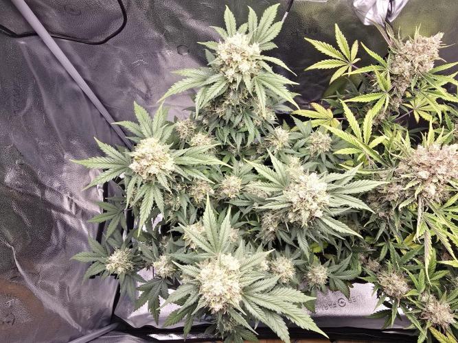 🍊Orange Sherbert Auto🍧. Week 11