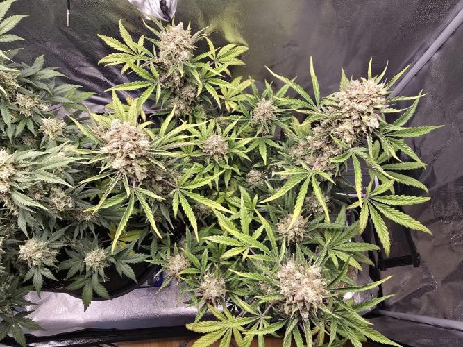 🍊Orange Sherbert Auto🍧. Week 11