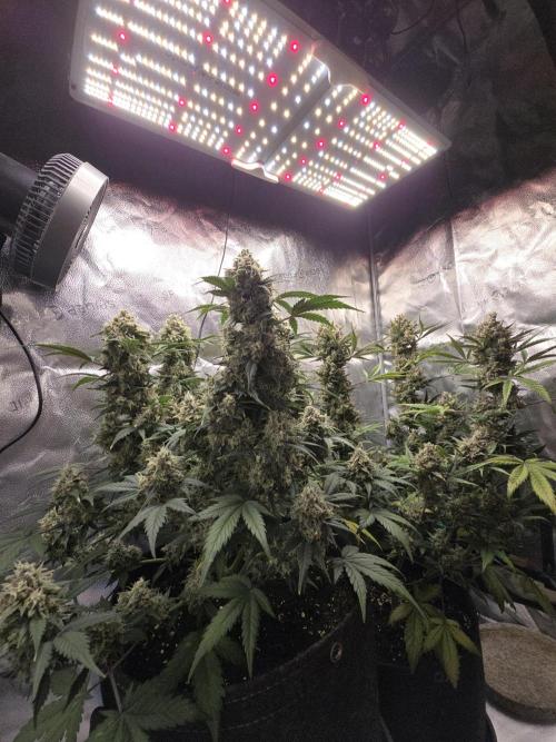 🍊Orange Sherbert Auto🍧. Week 11
