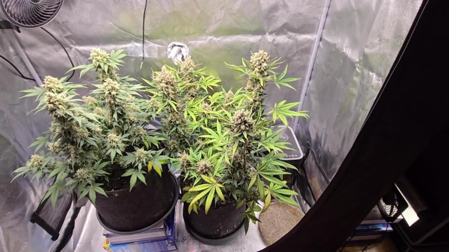 🍊Orange Sherbert Auto🍧