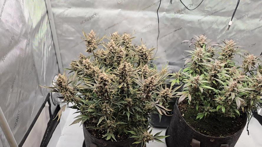 🍓RF3 Strawberry Gorilla🦍