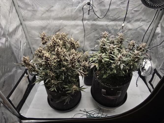 🍓RF3 Strawberry Gorilla🦍. Week 11