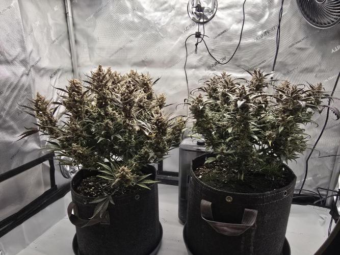 🍓RF3 Strawberry Gorilla🦍. Week 11