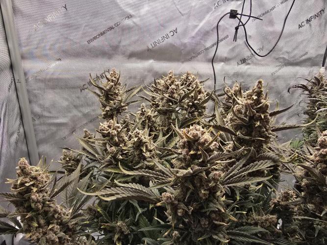 🍓RF3 Strawberry Gorilla🦍. Week 11