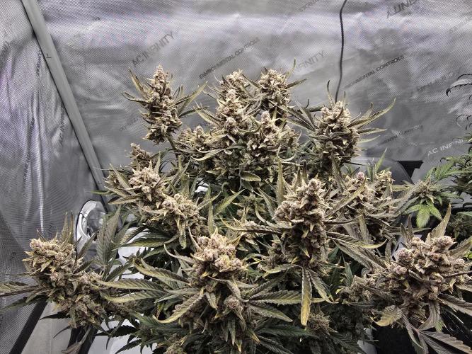 🍓RF3 Strawberry Gorilla🦍. Week 11