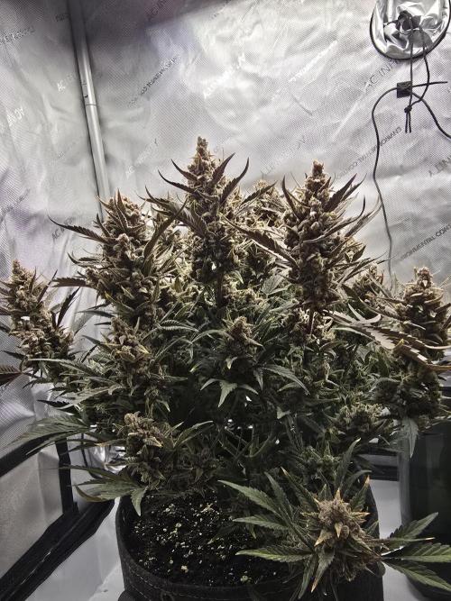 🍓RF3 Strawberry Gorilla🦍. Week 11