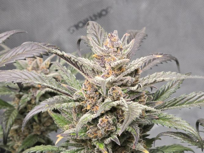 🍓RF3 Strawberry Gorilla🦍. Week 11