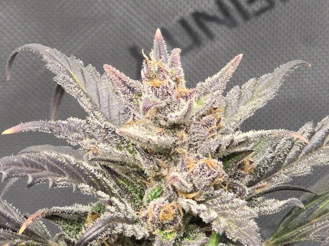 🍓RF3 Strawberry Gorilla🦍. Week 11