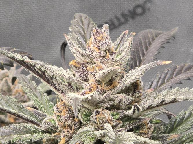 🍓RF3 Strawberry Gorilla🦍. Week 11