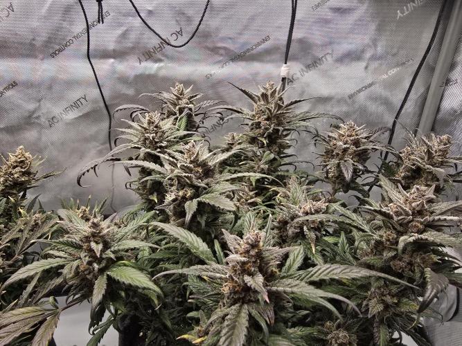 🍓RF3 Strawberry Gorilla🦍. Week 11