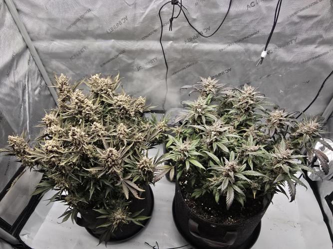 🍓RF3 Strawberry Gorilla🦍. Week 11
