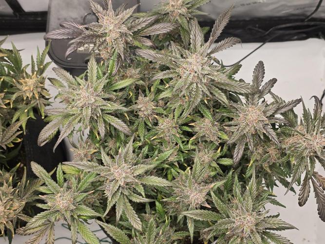🍓RF3 Strawberry Gorilla🦍. Week 11