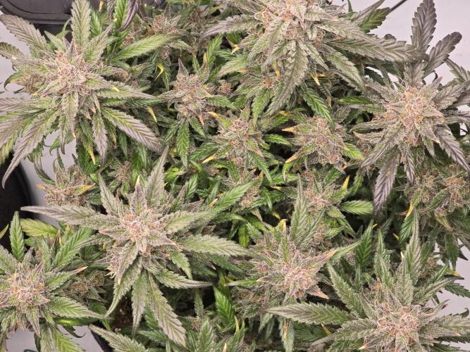🍓RF3 Strawberry Gorilla🦍. Week 11