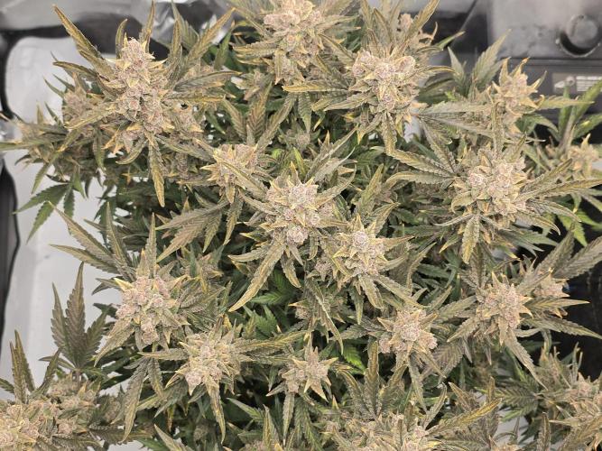 🍓RF3 Strawberry Gorilla🦍. Week 11