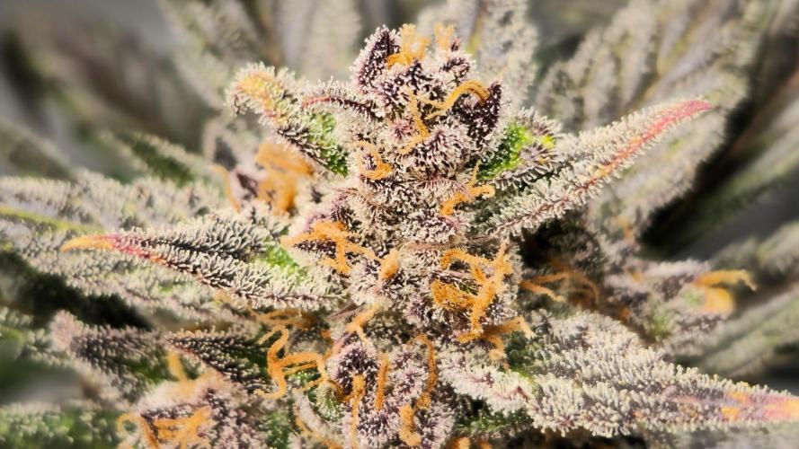 🍓RF3 Strawberry Gorilla🦍. Week 11