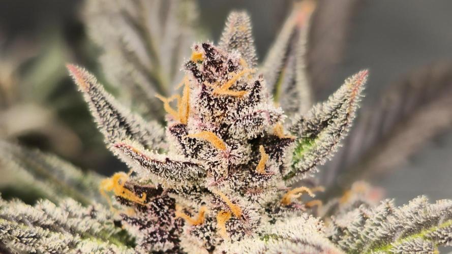 🍓RF3 Strawberry Gorilla🦍. Week 11