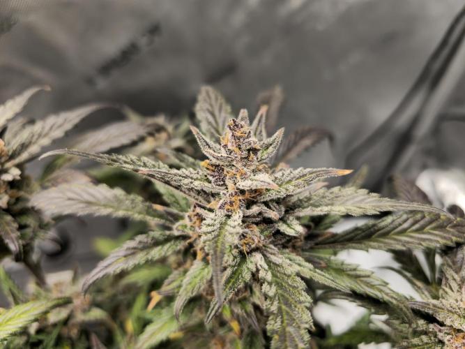 🍓RF3 Strawberry Gorilla🦍. Week 11