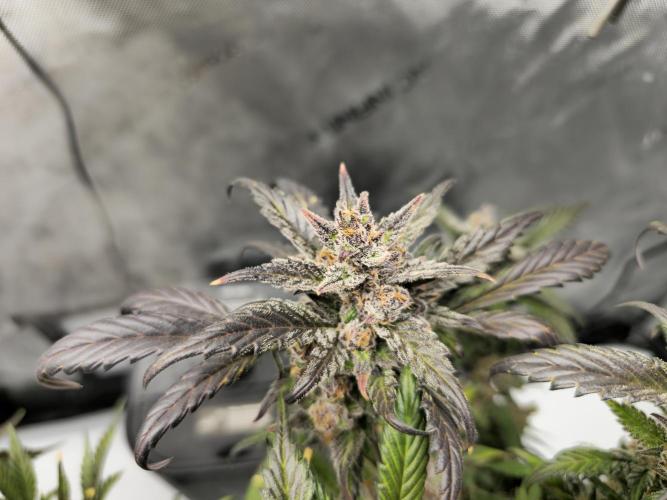 🍓RF3 Strawberry Gorilla🦍. Week 11