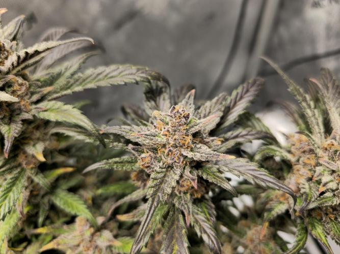 🍓RF3 Strawberry Gorilla🦍. Week 11